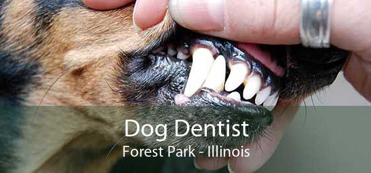 Dog Dentist Forest Park - Illinois