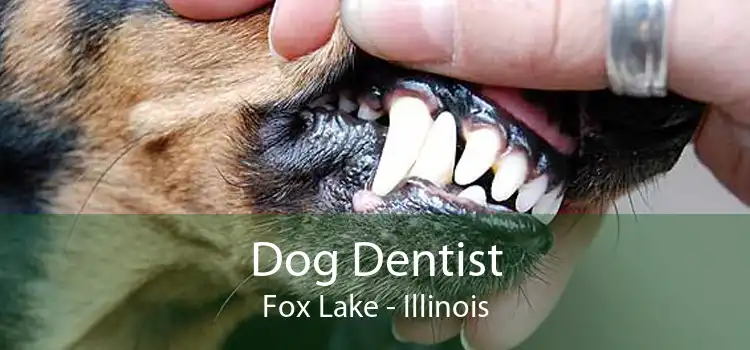 Dog Dentist Fox Lake - Illinois