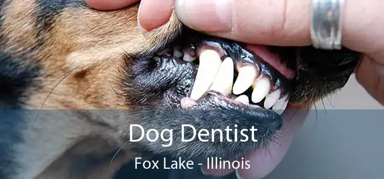 Dog Dentist Fox Lake - Illinois