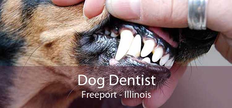 Dog Dentist Freeport - Illinois