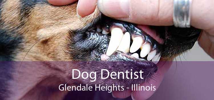 Dog Dentist Glendale Heights - Illinois