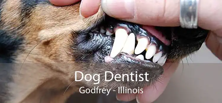 Dog Dentist Godfrey - Illinois