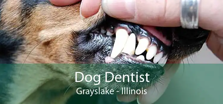 Dog Dentist Grayslake - Illinois