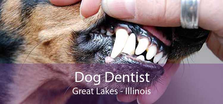 Dog Dentist Great Lakes - Illinois