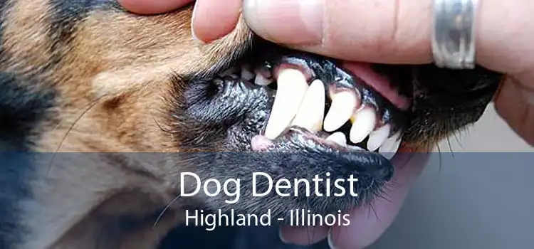 Dog Dentist Highland - Illinois