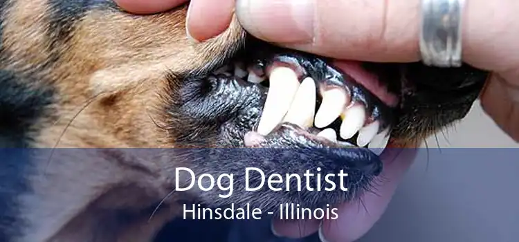 Dog Dentist Hinsdale - Illinois