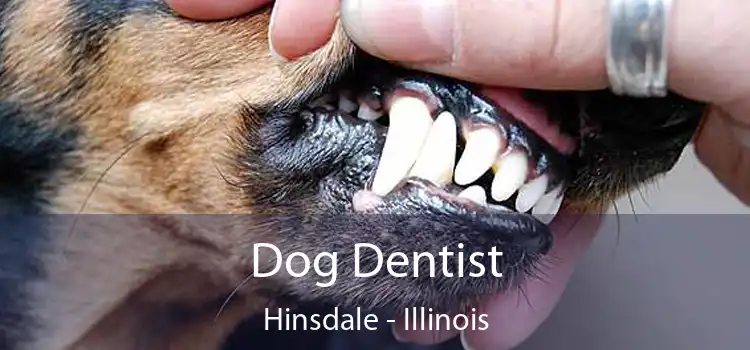 Dog Dentist Hinsdale - Illinois