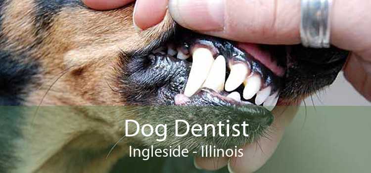 Dog Dentist Ingleside - Illinois