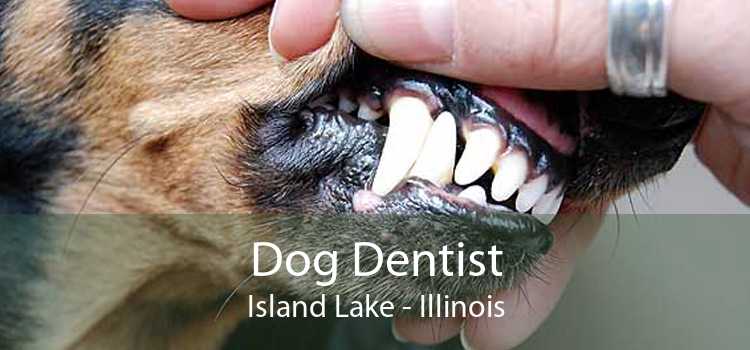 Dog Dentist Island Lake - Illinois
