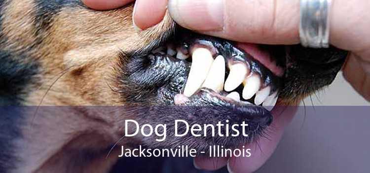 Dog Dentist Jacksonville - Illinois
