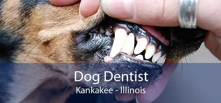 Dog Dentist Kankakee - Illinois