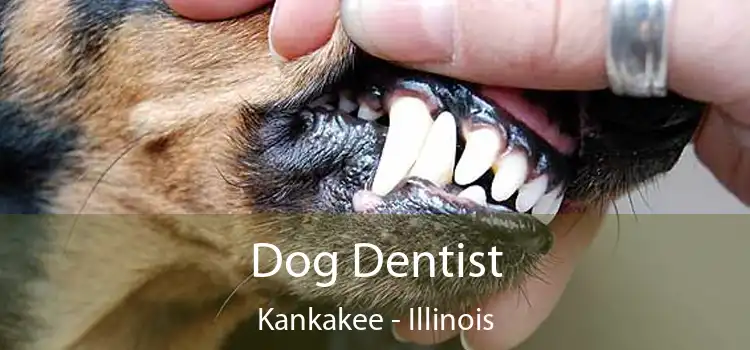 Dog Dentist Kankakee - Illinois