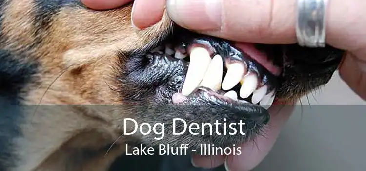Dog Dentist Lake Bluff - Illinois