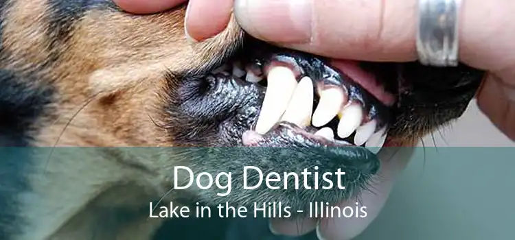 Dog Dentist Lake in the Hills - Illinois