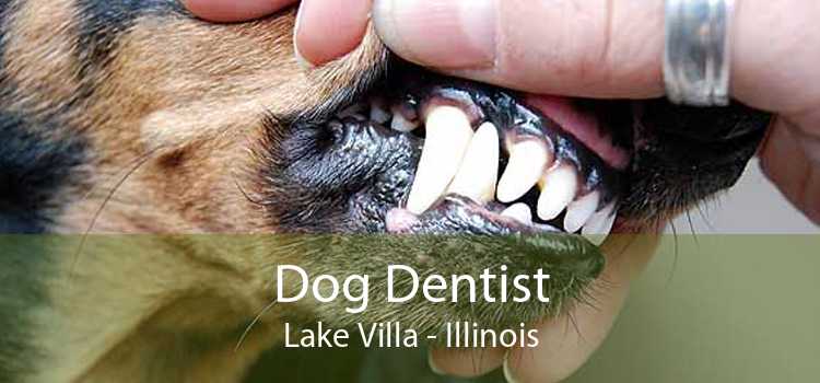 Dog Dentist Lake Villa - Illinois