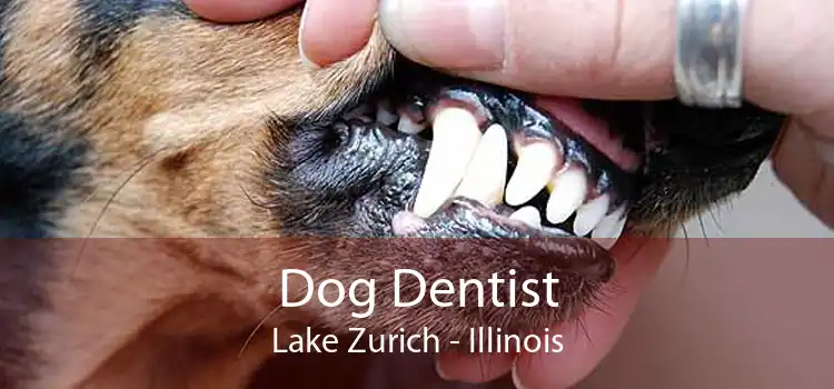 Dog Dentist Lake Zurich - Illinois