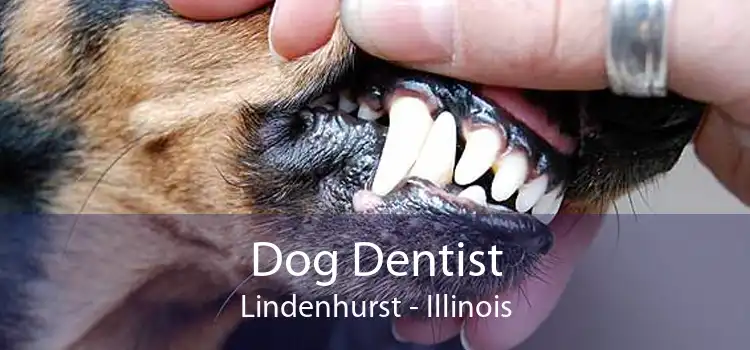 Dog Dentist Lindenhurst - Illinois