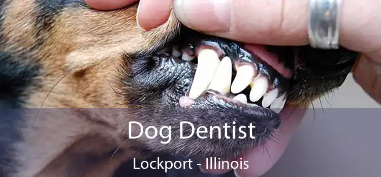 Dog Dentist Lockport - Illinois