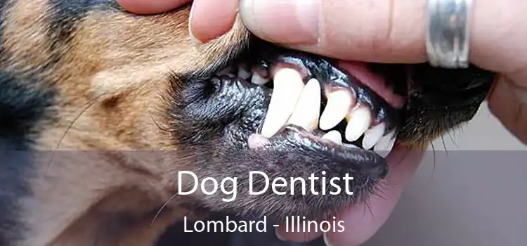 Dog Dentist Lombard - Illinois