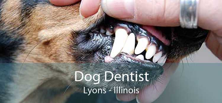 Dog Dentist Lyons - Illinois