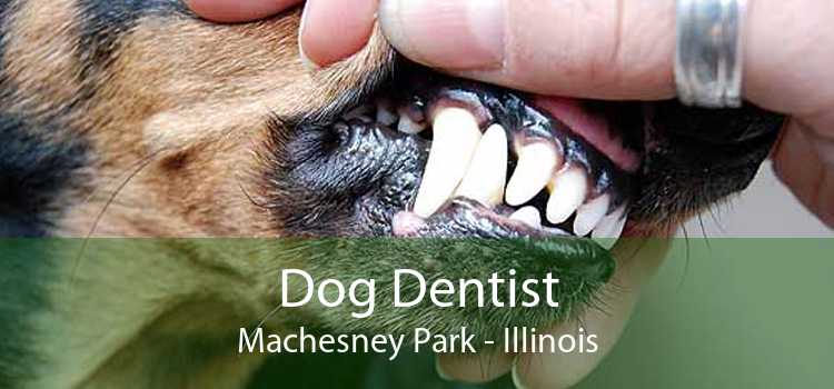 Dog Dentist Machesney Park - Illinois