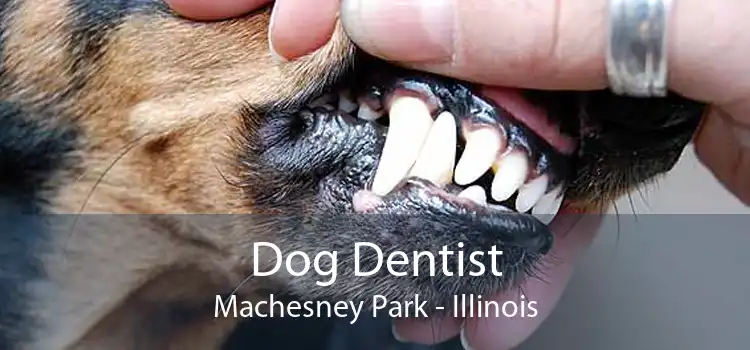 Dog Dentist Machesney Park - Illinois