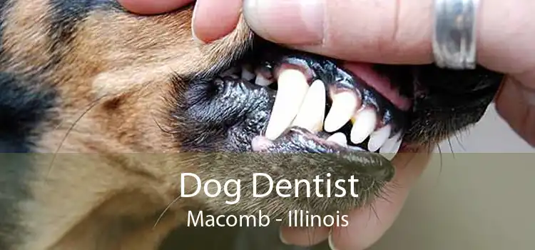 Dog Dentist Macomb - Illinois