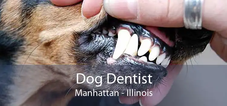 Dog Dentist Manhattan - Illinois