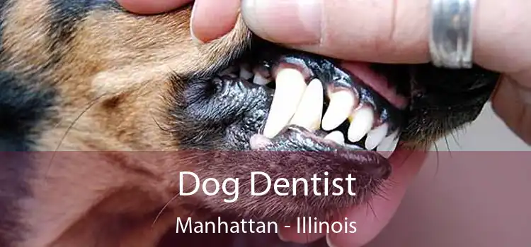 Dog Dentist Manhattan - Illinois