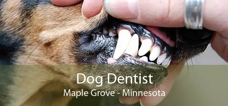 Dog Dentist Maple Grove - Minnesota