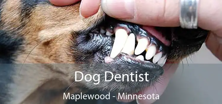 Dog Dentist Maplewood - Minnesota