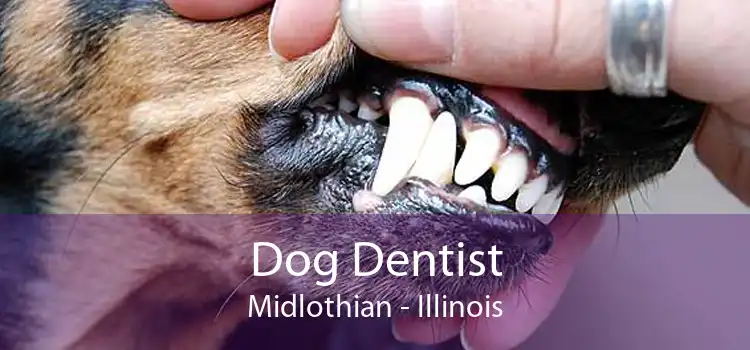 Dog Dentist Midlothian - Illinois