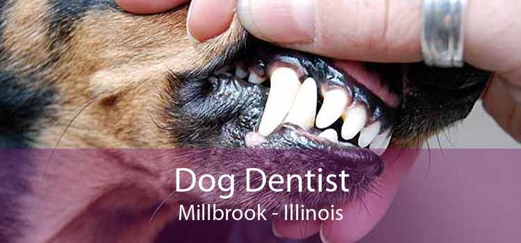 Dog Dentist Millbrook - Illinois