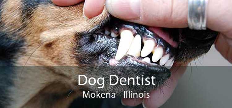 Dog Dentist Mokena - Illinois