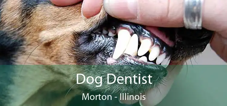Dog Dentist Morton - Illinois