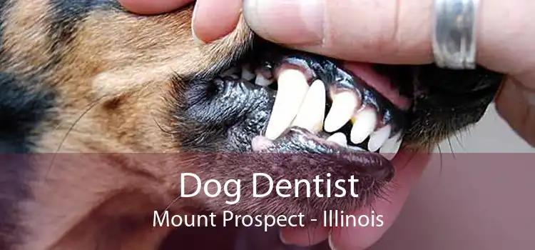 Dog Dentist Mount Prospect - Illinois