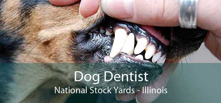 Dog Dentist National Stock Yards - Illinois
