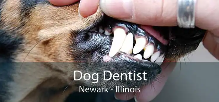 Dog Dentist Newark - Illinois