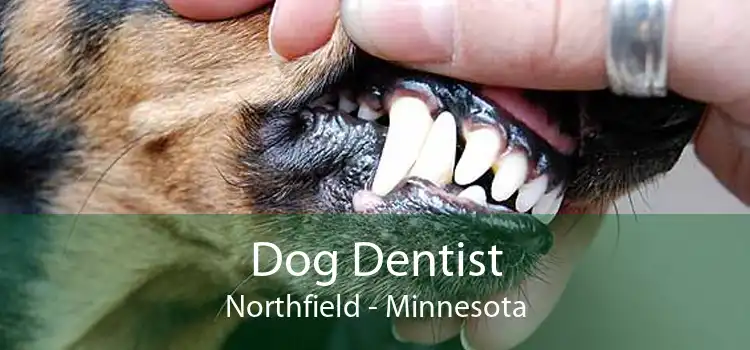 Dog Dentist Northfield - Minnesota