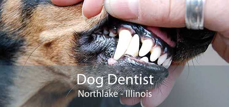 Dog Dentist Northlake - Illinois