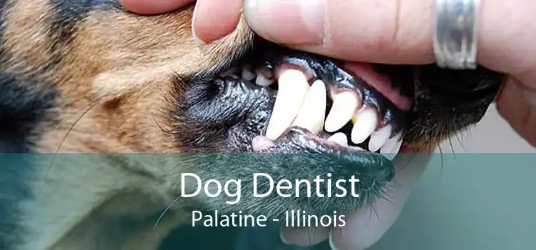 Dog Dentist Palatine - Illinois