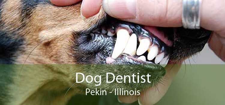 Dog Dentist Pekin - Illinois