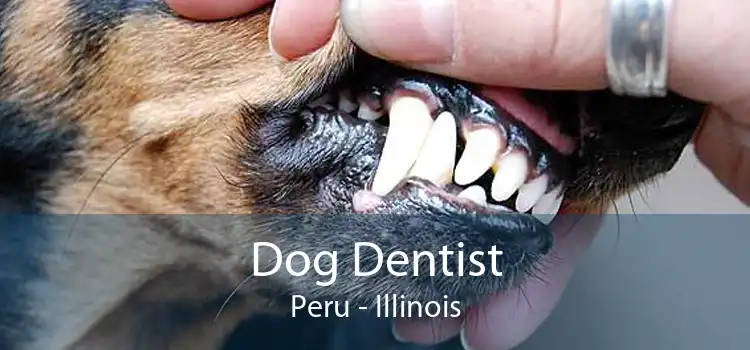 Dog Dentist Peru - Illinois