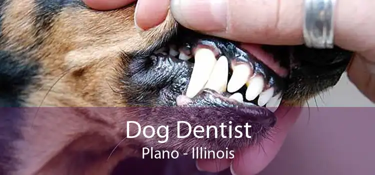 Dog Dentist Plano - Illinois