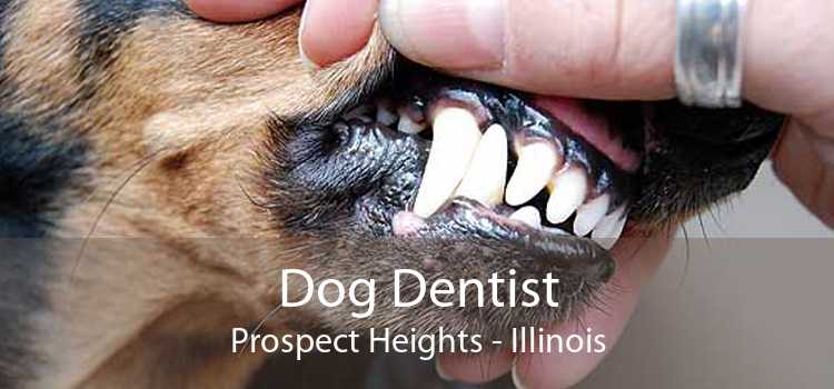 Dog Dentist Prospect Heights - Illinois