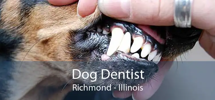 Dog Dentist Richmond - Illinois