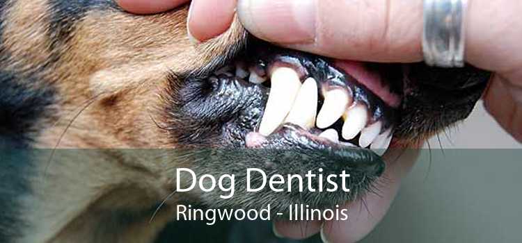 Dog Dentist Ringwood - Illinois