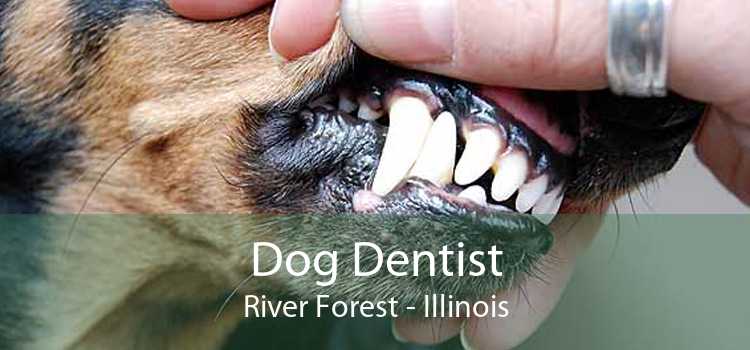 Dog Dentist River Forest - Illinois