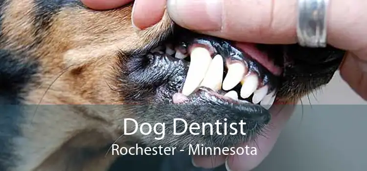 Dog Dentist Rochester - Minnesota