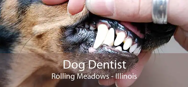 Dog Dentist Rolling Meadows - Illinois